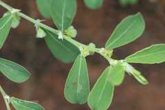 Phyllanthus maderaspatensis